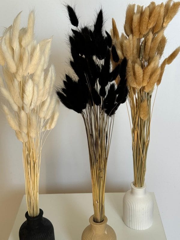⁦גבעולי זנב ארנב⁩ – תמונה ⁦2⁩